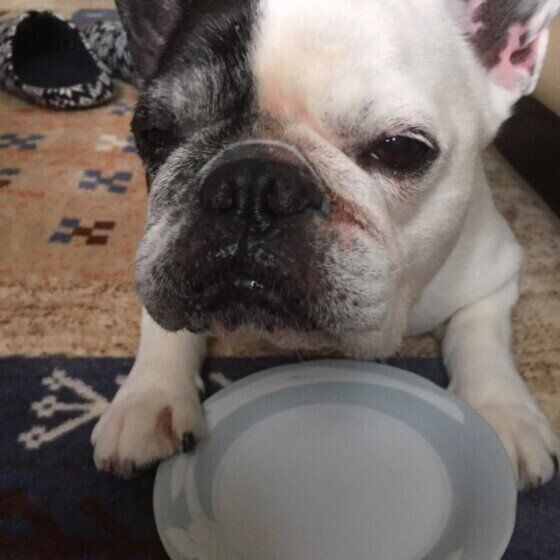 お皿を前に眠たそうな目でカメラを見るフレンチ・ブルドッグ