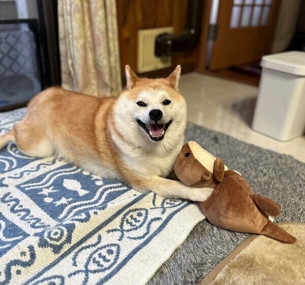 ぬいぐるみで遊ぶこんちゃん