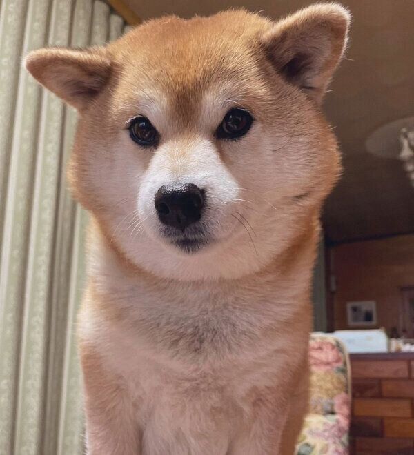 見つめるエマちゃん