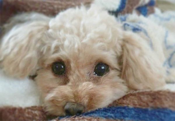 見つめるトイ・プードル