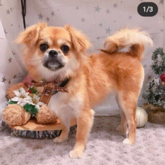 トリミングしてもらったこむぎちゃん