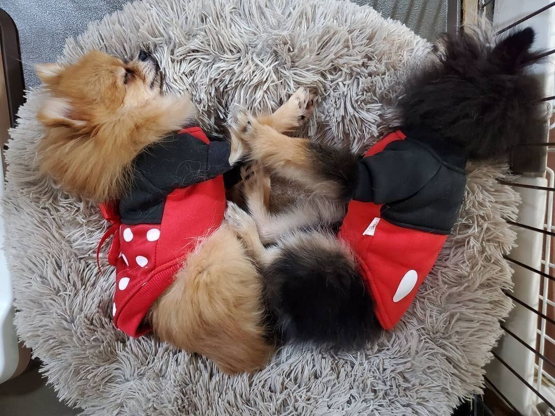 シンクロ寝のポメラニアン