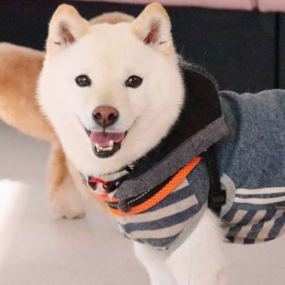 藤丸ちゃん