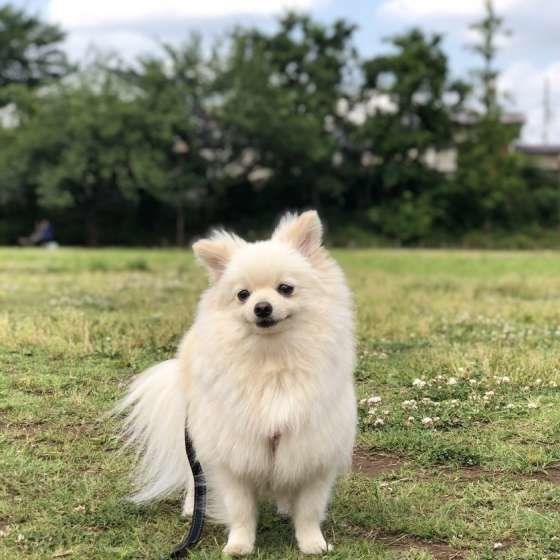 ポメラニアンと散歩