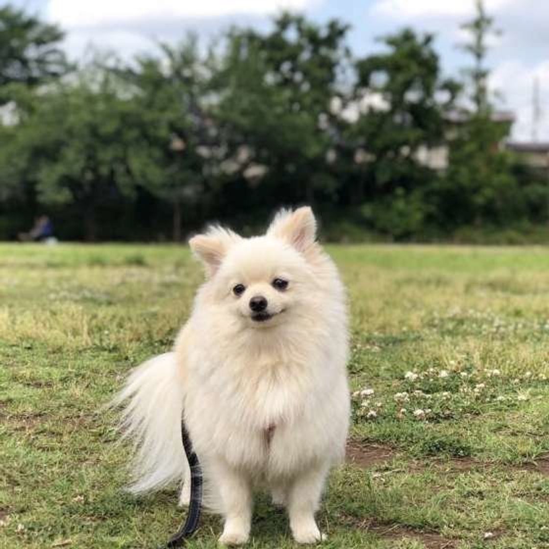 小型犬にも散歩が必要な理由とは 適切な散歩量もチェック いぬのきもちweb Magazine 小型犬にも散歩が必要な理由とは 適切な散歩量もチェック いぬのきもちweb Magazine