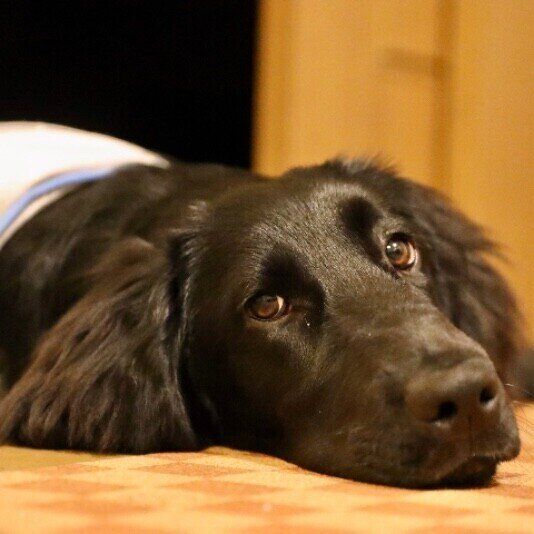 上目遣いのフラットコーテッド・レトリーバー