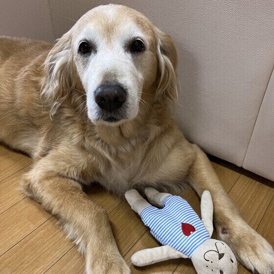 犬の老化のサインは見過ごしやすい？ 犬が老いるとみられる変化と寄り添い方 いぬのきもち