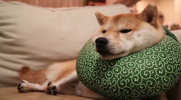 ふて寝する柴犬