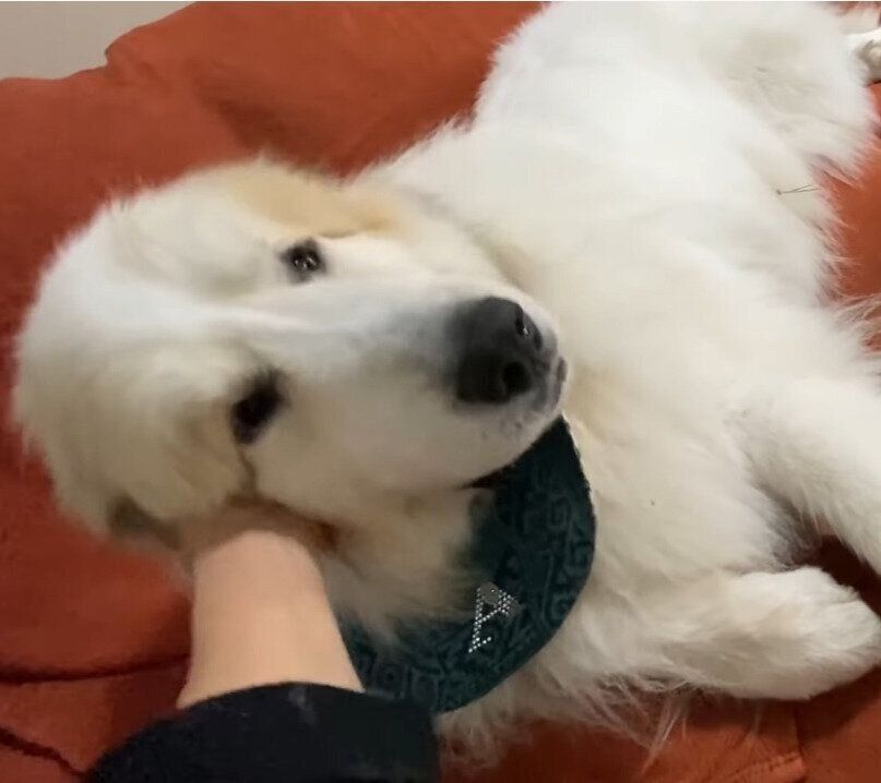 「次は僕の番♪」とうれしそうなアラン君