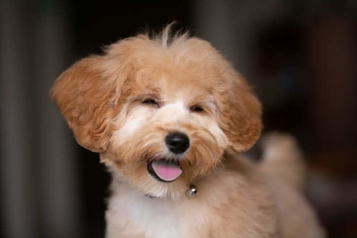 獣医師監修 犬はどんなときにパンティングする 病気の症状の場合は いぬのきもちweb Magazine 獣医師監修 犬はどんなときにパンティングする 病気の症状の場合は いぬのきもちweb Magazine