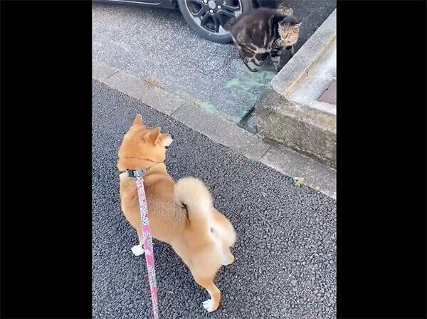 猫に威嚇して逃げるはるちゃん