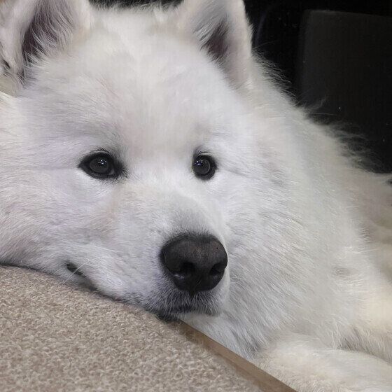 犬の長生きのために必要なこと 愛犬のためにサポートできることは？ いぬのきもち