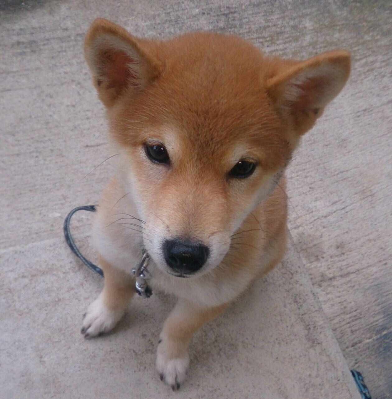 生後3〜4カ月のころに撮影したたまじろうくん