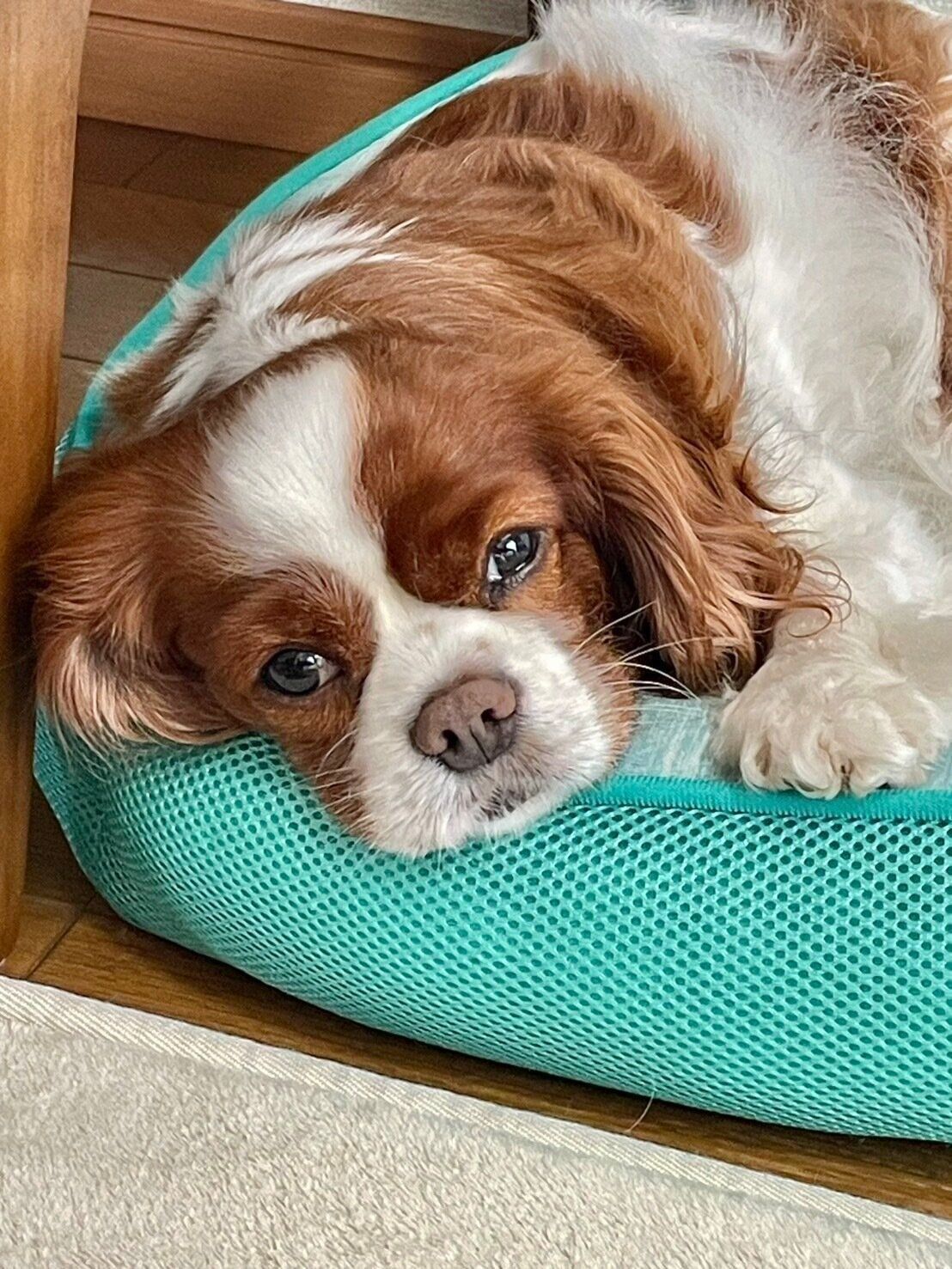 うるうるした瞳の犬