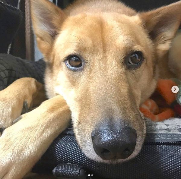 元保護犬・こたろうくん