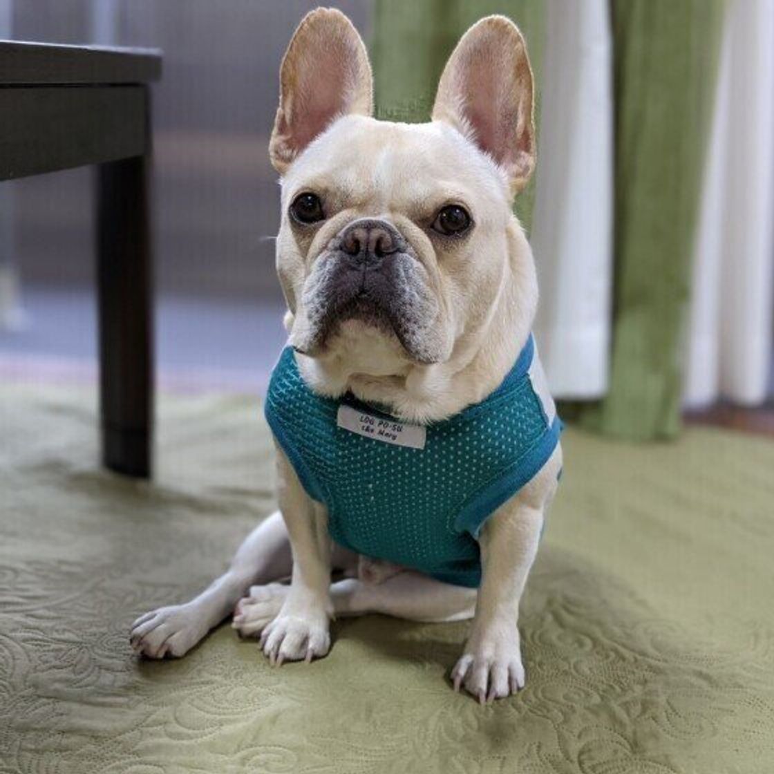 獣医師監修 犬に白菜を与えるときは注意が必要 与えるメリットとデメリットを解説 いぬのきもちweb Magazine 獣医師監修 犬に白菜を与えるときは注意が必要 与えるメリットとデメリットを解説 いぬのきもちweb Magazine