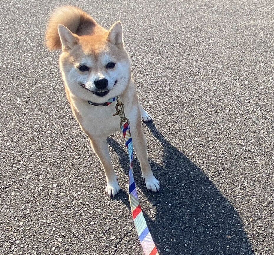 拒否柴中のモモちゃん