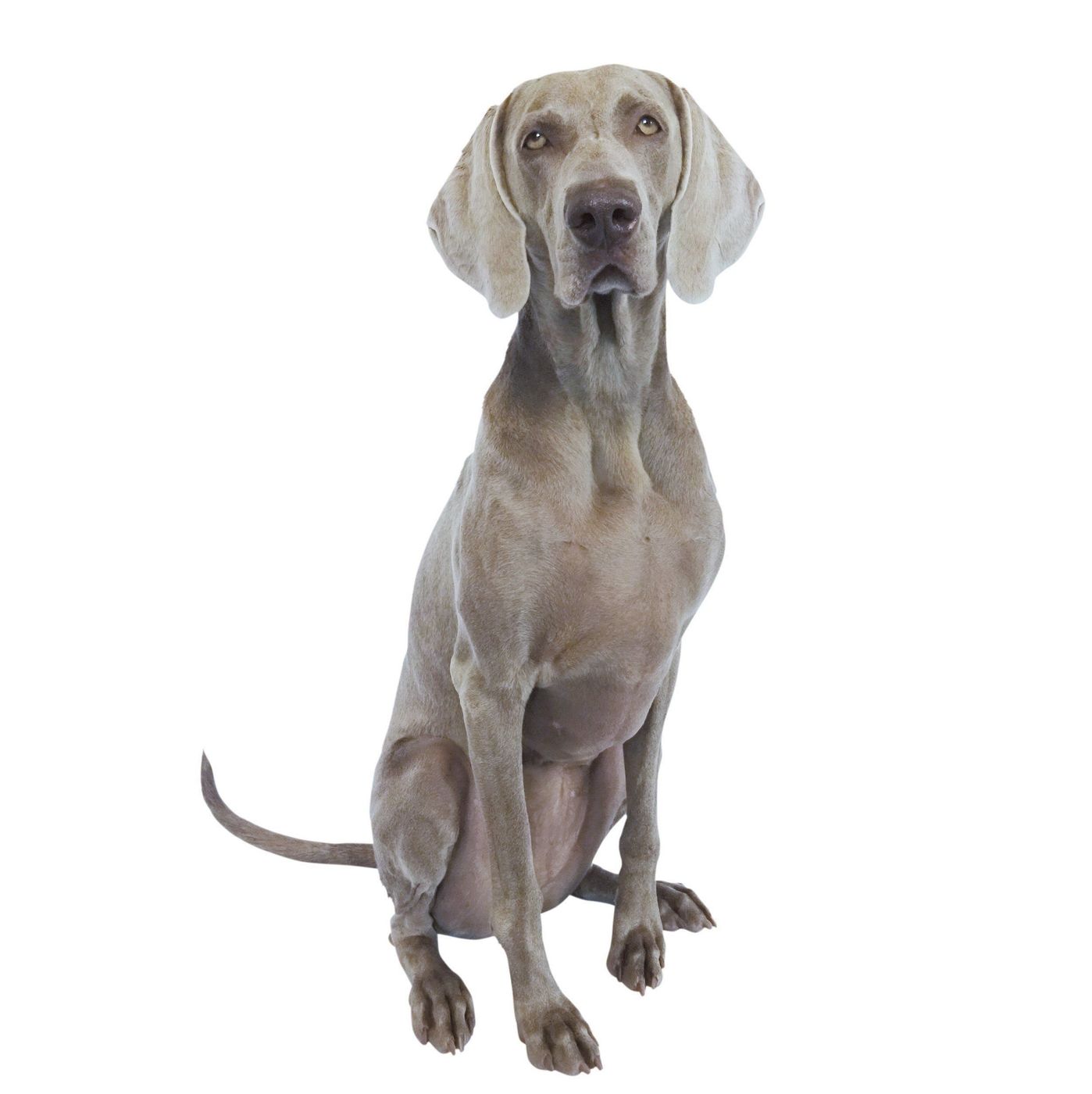 本能が刺激される 走るのが好きな犬種3選 いぬのきもちweb Magazine 本能が刺激される 走るのが好きな犬種3選 いぬのきもちweb Magazine