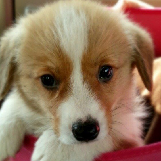 ウェルシュ・コーギー・カーディガンのこうたろうくん