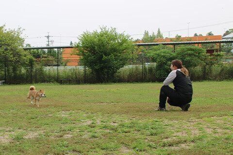 芝生の屋外ドッグラン