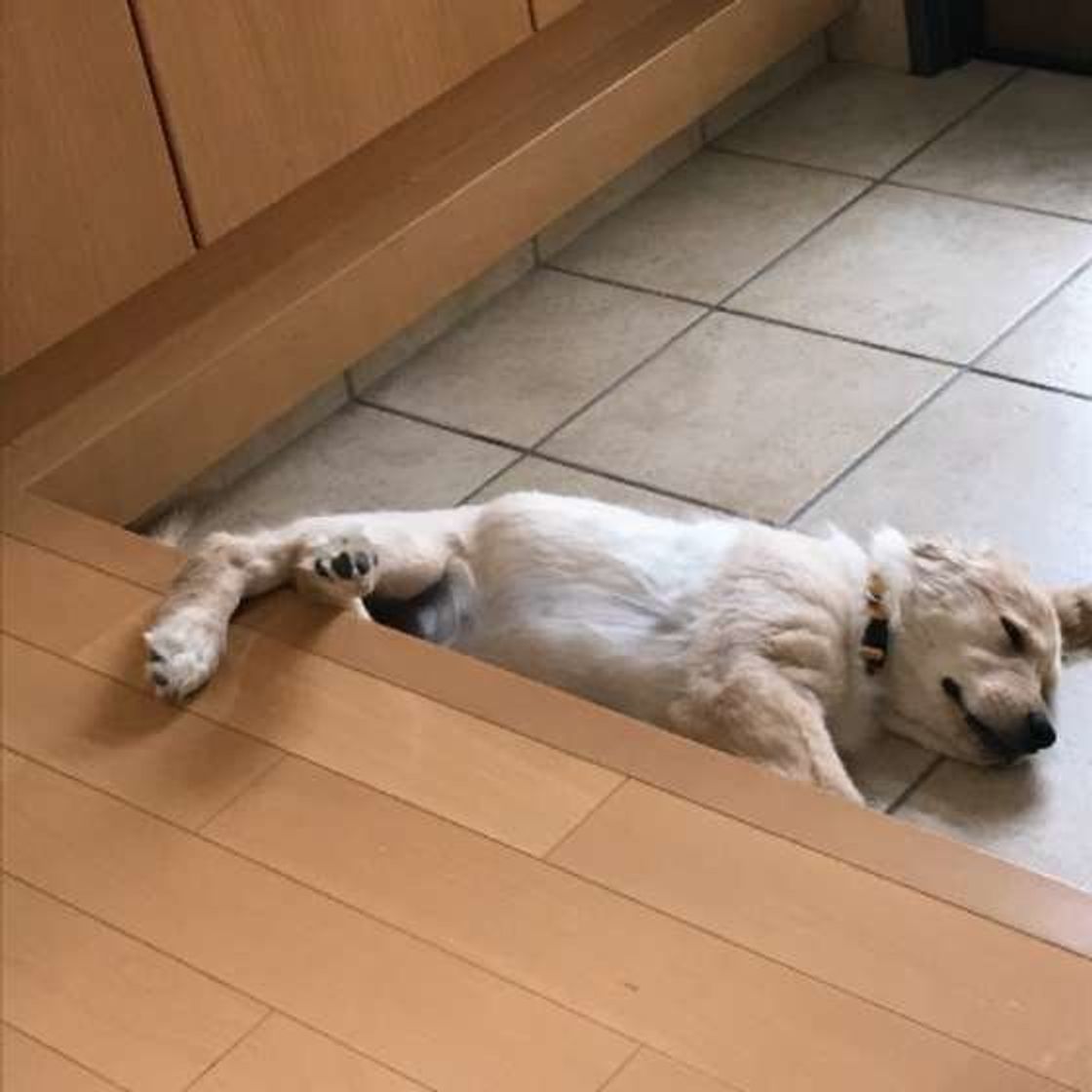 大変だけど大型犬との暮らして良かった 飼い主たちの体験談 いぬのきもちweb Magazine 大変だけど大型犬との暮らして良かった 飼い主たちの体験談 いぬのきもちweb Magazine