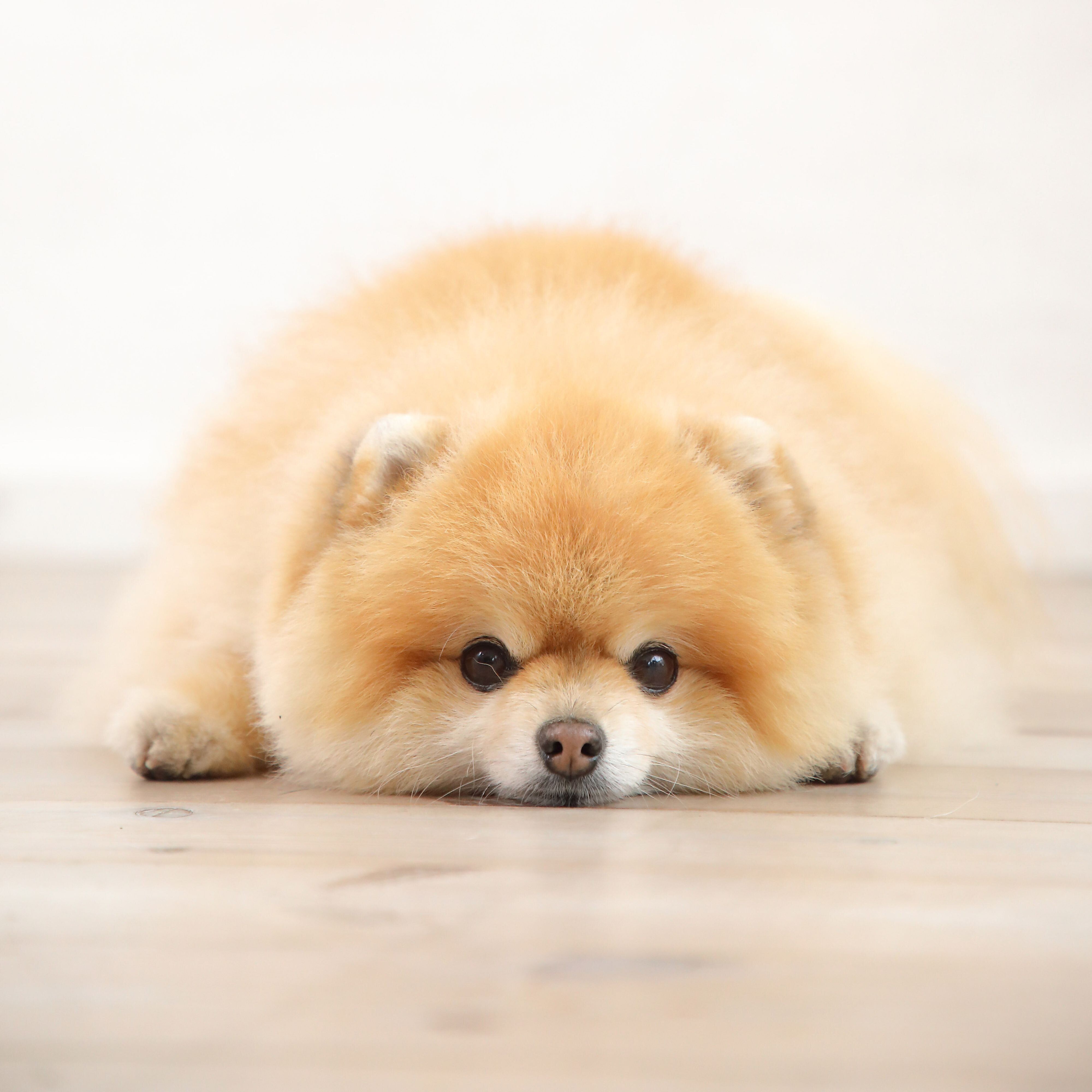 見つめてくるのは大好きサイン