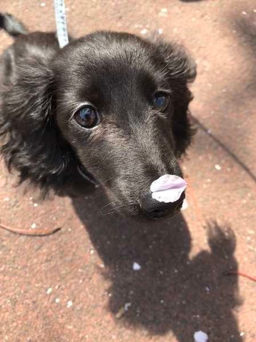 犬のかわいいしぐさ 鼻でツンツン をする3つの理由 いぬのきもちweb Magazine 犬のかわいいしぐさ 鼻でツンツン をする3つの理由 いぬのきもちweb Magazine