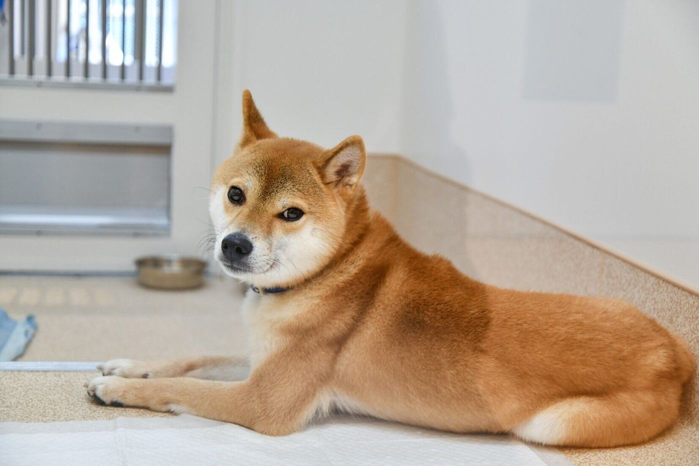 動物を処分する施設から生かすための施設へ 生まれ変わった神奈川県動物愛護センターの取り組みとは いぬのきもちweb Magazine 動物を処分する施設から生かすための施設へ 生まれ変わった神奈川県動物愛護センターの取り組みとは いぬのきもちweb Magazine