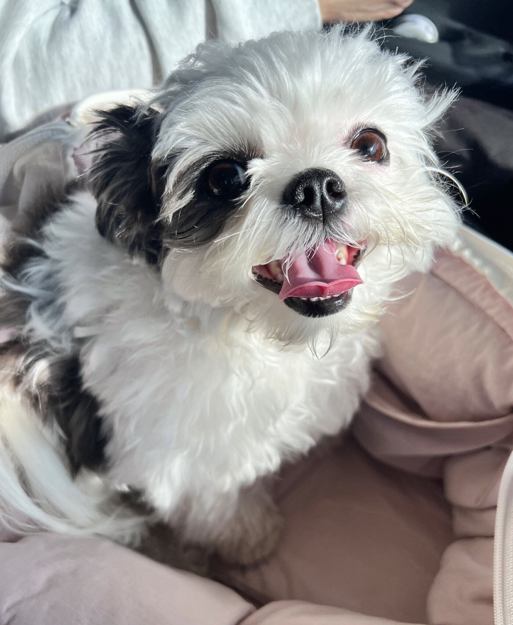 笑顔が可愛いハラミちゃん