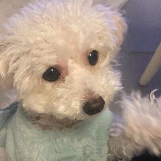トイ・プードルのおもちくん
