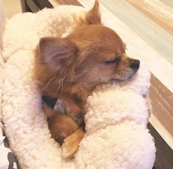 チワワのナッツちゃん、毛布でぬくぬく♡