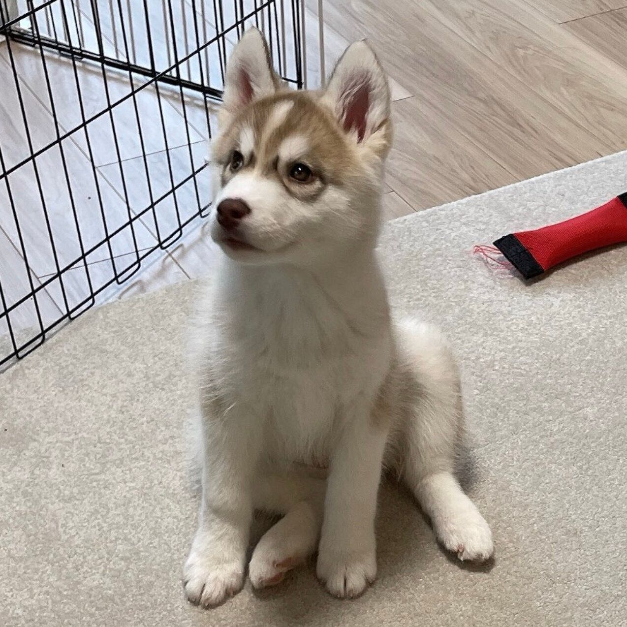 子犬時代のミルテちゃん