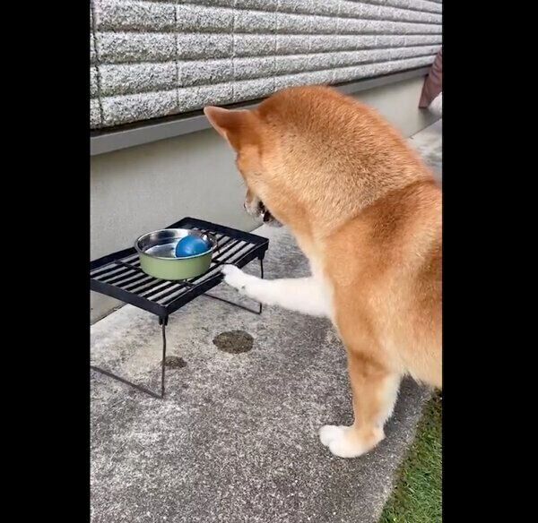 ボールを取ろうとするゆめちゃん