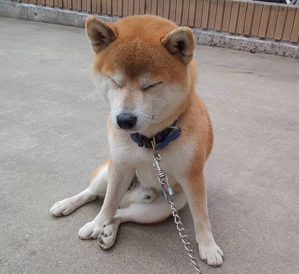 柴犬の富士ちゃん