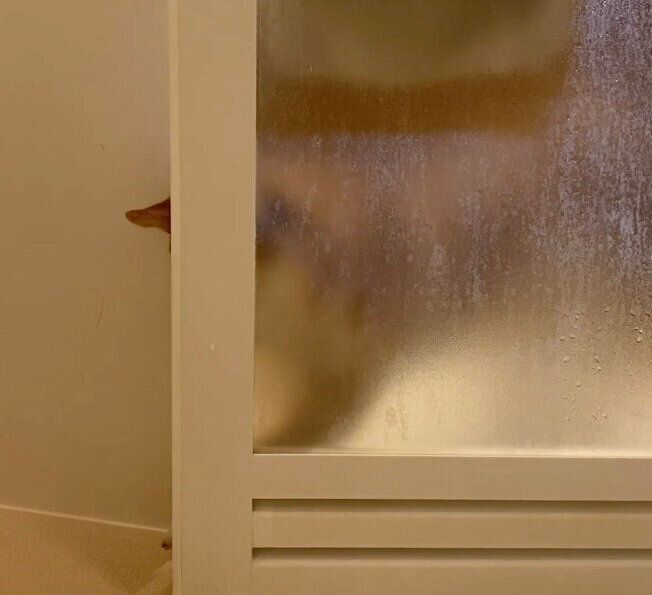 前足でドアをちょんちょんする梅助くん