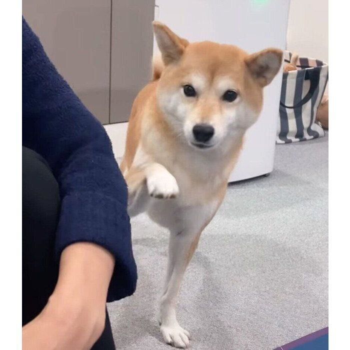 夕飯の時間になると知らせてくるすずちゃん