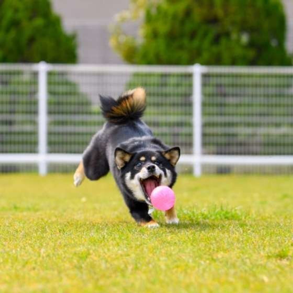 獣医師監修 犬が食べても大丈夫 枝豆をあげる時の注意点とは いぬのきもちweb Magazine 獣医師監修 犬が食べても大丈夫 枝豆をあげる時の注意点とは いぬのきもちweb Magazine