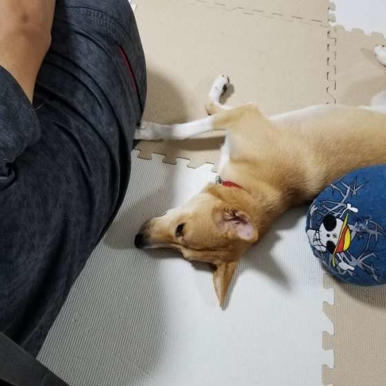 Mix まめこちゃん