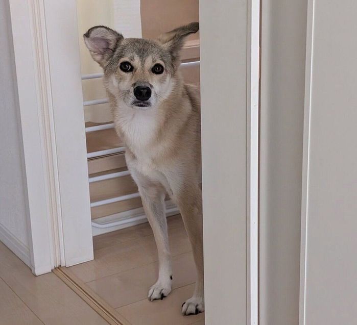 「散歩は?」と圧をかけるめるちゃん