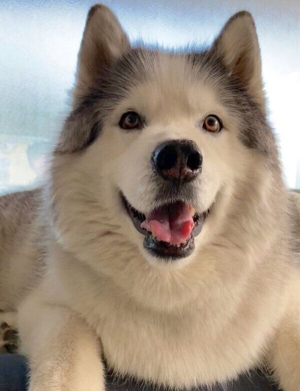 笑顔のフィスくん