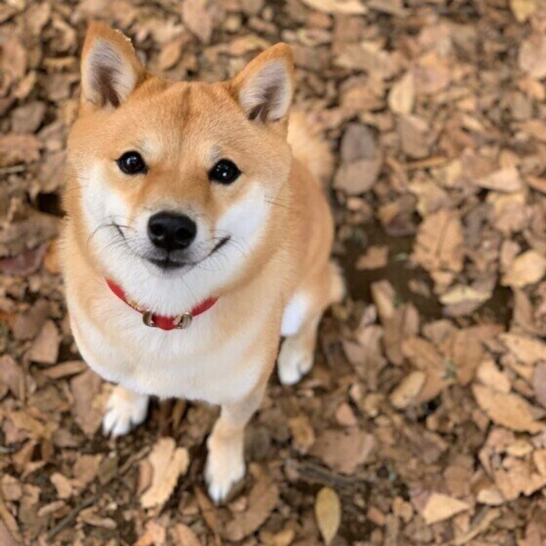 犬が 仮病をする って本当 学習能力の高さゆえの行動とは いぬのきもちweb Magazine 犬が 仮病をする って本当 学習能力の高さゆえの行動とは いぬのきもちweb Magazine