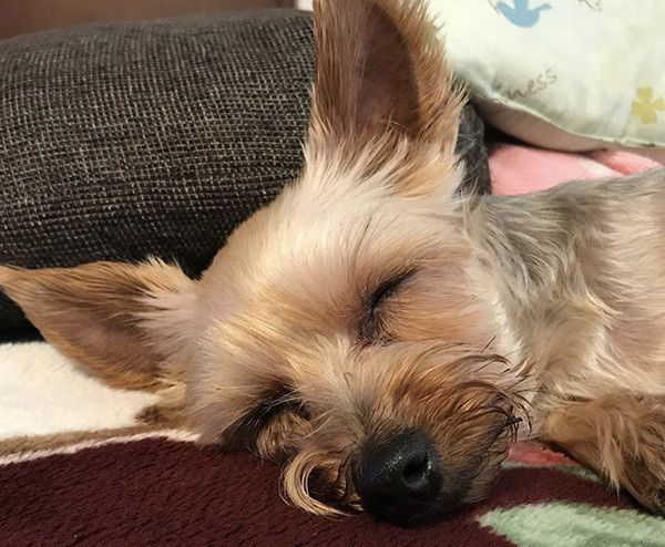 眠るヨークシャー・テリア