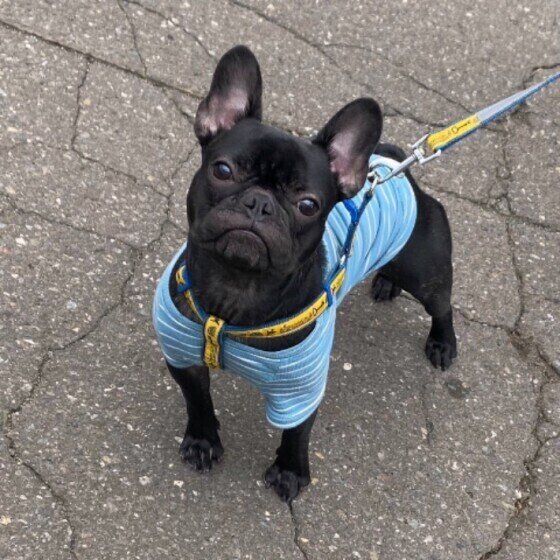 お散歩するフレンチ・ブルドッグ
