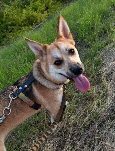 お散歩中、嬉しそうに見つめる犬
