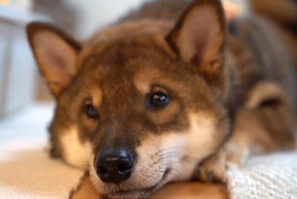 くつろぐ与一くん