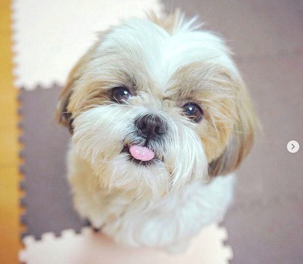 舌を出すシー・ズー