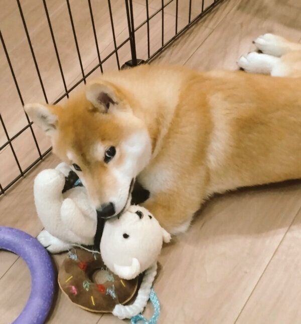 おもちゃで遊ぶおこげくん