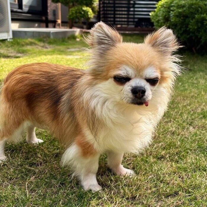 チワワのぼんくん