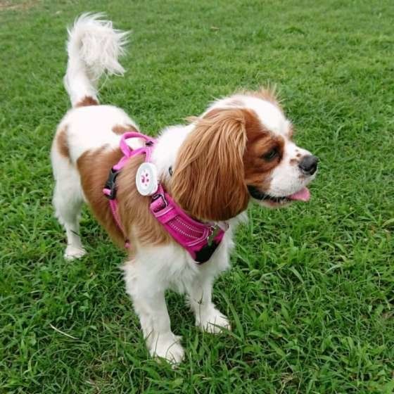 散歩中のキャバリアキングチャールズスパニエル