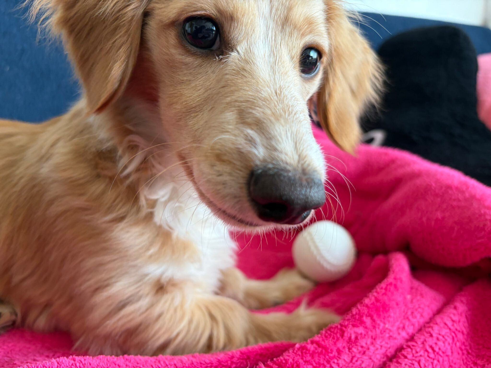 生後6カ月の犬
